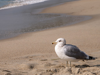 close-up photograph of a seagull looking at the sea on a sunny day at Laguna Beach, California