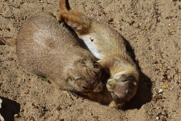 Zwei Pr&auml;riehunde spielen 