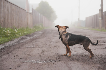 A small brown dog stands in the middle of the road and looks into the distance. Dog walk on a foggy morning.