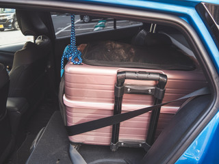 Dog carry bag on the car back seat with safety belt 