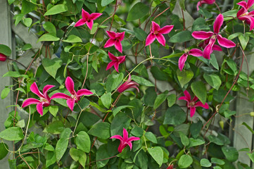 Climbing  Clematis 'Princess Diana' on a garden trellis