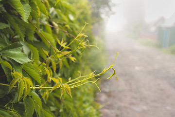 Young shoots of wild grapes on a foggy summer morning.