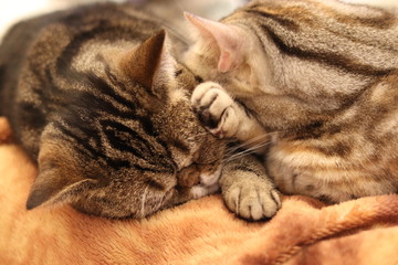 顔の上に寝る仲良し猫アメリカンショートヘア