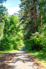 road in a pine forest on a sunny day