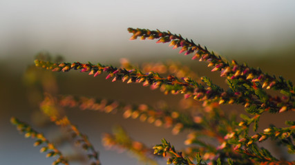 Tiges de bruyères au bord d'un étang