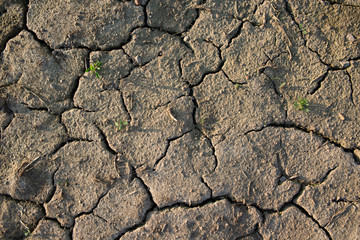 dried land, drought, cracks in the earth, lifeless nature, small green plants grow through the sand