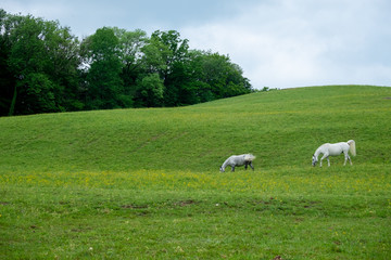 LIPIZZANER . LIPIZZANER HORSES