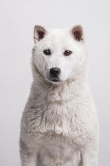 Kishu Inu white japanese beautiful dog middle size