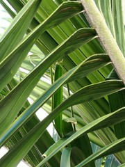 Obraz na płótnie Canvas Close-up Of Palm Tree
