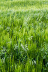 Colorful green field of ripening barley. The concept of farming and agriculture