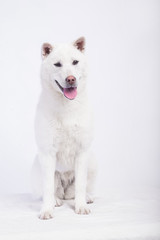 Kishu Inu white japanese beautiful dog middle size