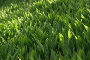 Young lily of the valley thickets.