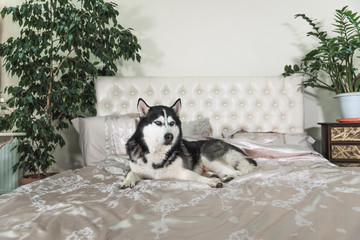 The pet lies on a luxurious bed in the roThe pet lies on the bed, while the owners are not at home. The concept of love for pets