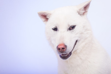 Kishu Inu white japanese beautiful dog middle size