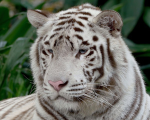 White Tiger Face Blue Eye Wildlife Image