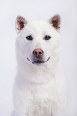 Kishu Inu white japanese beautiful dog middle size