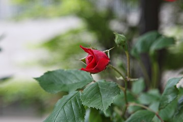 한국 인천시 남동구 인천대공원 입니다