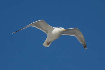 Möwe m Flug