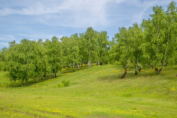 Fototapeta na wymiar birch grove on the slope of a green hill on a sunny day