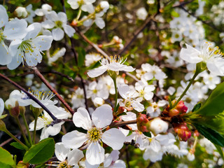 The focus of this photo is on the central flower. Blooming sakura. Spring is as a renewal of life concept