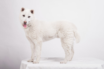 Naklejka na ściany i meble Kishu Inu white japanese beautiful dog middle size