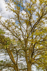 Obraz premium Robinia pseudoacacia. Falsa acacia con brotes e inflorescencias en primavera.