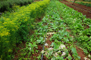 Greenery rows plant and flowers agriculture field is farmland growing on the mountain at monjam hill in Thailand.