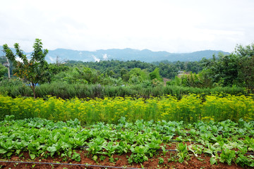 Fototapeta na wymiar Greenery rows plant and flowers agriculture field is farmland growing on the mountain at monjam hill in Thailand.