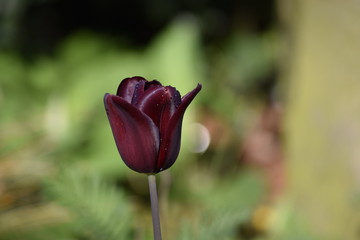 red tulip close up