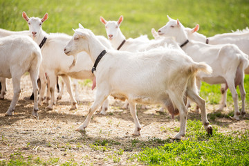 Obraz premium goat with a large udder, a large white goat is in the herd, farming in the village, good weather, green grass,