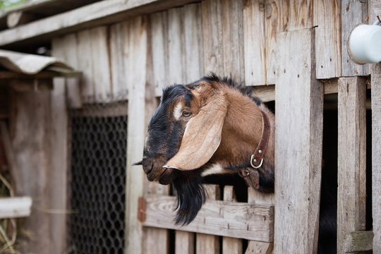 the head of a large Nubian goat leaned out of the fence, brown wool, large ears, looking at the guard, thoroughbred animal