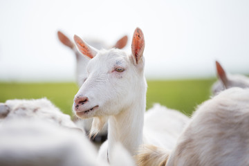 a portrait of a large white goat, a goat stands in a herd, white coat and nose and ears to a point, looks away, ears stick out,