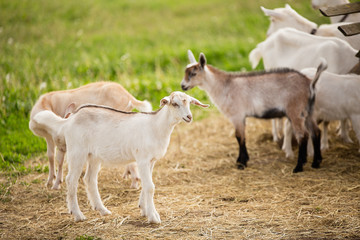 Obraz na płótnie Canvas a herd of little goats walks on the green grass, beige, brown and white goats go, good weather, summer. dry grass and hay lie on the ground