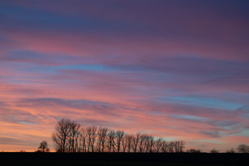 Baumgruppe in Abendstimmung