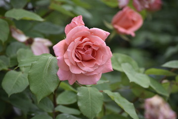 pink rose in garden