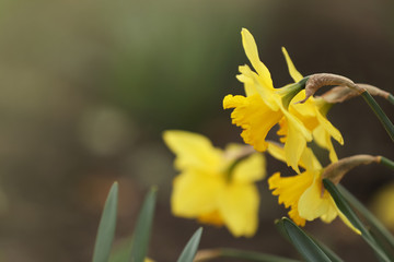 Beautiful blooming daffodils outdoors on spring day, closeup
