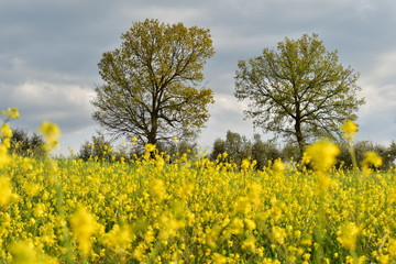 yellow rape field