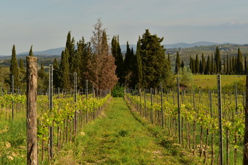 vineyards in autumn