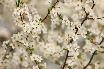 Closeup view of blossoming tree outdoors on spring day