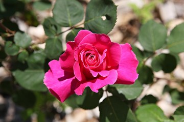 한국 인천시 남동구 인천대공원 입니다