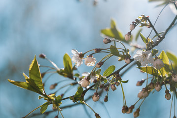 Branch of blooming cherry, in the rays of the spring sun, against a blue sky.