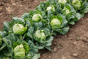 Cabbage growing in a farmer's field