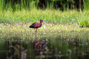 At distance, Glossy Ibises look uniformly dark, but a close look in good light reveals stunning colors: deep maroon, emerald, bronze, and violet. This long-legged, long-billed bird forages in flocks.