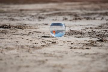 a round aquarium with a goldfish stands on the sand, a fish swims in the water, a beach with golden sand,