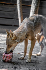 Eating gray wolf. The wolf eats meat
