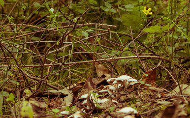 Some mushrooms in a quiet place in the green forest