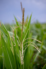 A selective focus picture of corn cob in organic corn field.