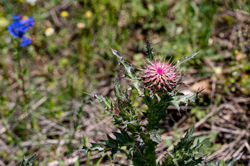 Background image of various colored flower fields