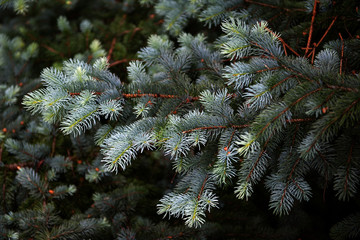  close up of pine tree