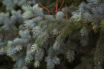 christmas tree branches